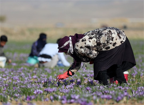 رویداد جشن تولید، برداشت محصول زعفران در ایران